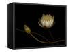 Water Lily B: Floating Water Lily Blossom-Doris Mitsch-Framed Stretched Canvas