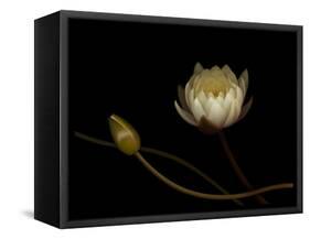 Water Lily B: Floating Water Lily Blossom-Doris Mitsch-Framed Stretched Canvas