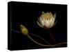 Water Lily B: Floating Water Lily Blossom-Doris Mitsch-Stretched Canvas