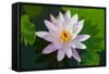 Water Lily Closeup. Indonesia, Bali-pzAxe-Framed Stretched Canvas