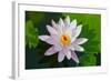 Water Lily Closeup. Indonesia, Bali-pzAxe-Framed Photographic Print
