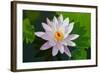 Water Lily Closeup. Indonesia, Bali-pzAxe-Framed Photographic Print