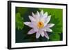 Water Lily Closeup. Indonesia, Bali-pzAxe-Framed Photographic Print