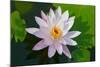 Water Lily Closeup. Indonesia, Bali-pzAxe-Mounted Photographic Print