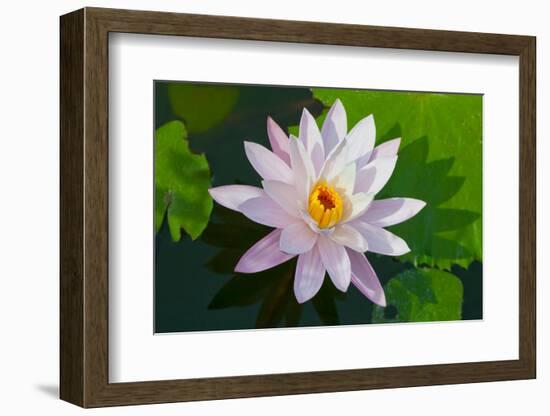 Water Lily Closeup. Indonesia, Bali-pzAxe-Framed Photographic Print