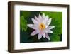 Water Lily Closeup. Indonesia, Bali-pzAxe-Framed Photographic Print