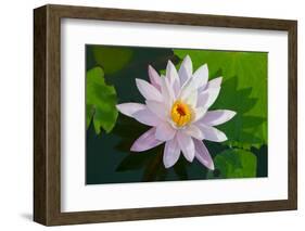 Water Lily Closeup. Indonesia, Bali-pzAxe-Framed Photographic Print