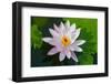 Water Lily Closeup. Indonesia, Bali-pzAxe-Framed Photographic Print