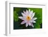 Water Lily Closeup. Indonesia, Bali-pzAxe-Framed Photographic Print