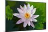 Water Lily Closeup. Indonesia, Bali-pzAxe-Mounted Photographic Print