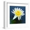 Water Lily Closeup-null-Framed Art Print