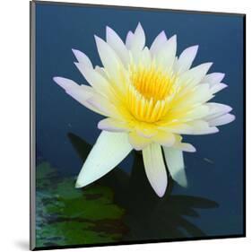 Water Lily Closeup-null-Mounted Art Print