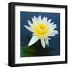 Water Lily Closeup-null-Framed Art Print