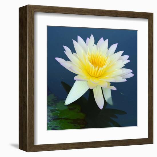 Water Lily Closeup-null-Framed Art Print