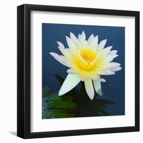 Water Lily Closeup-null-Framed Art Print