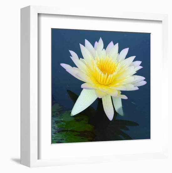 Water Lily Closeup-null-Framed Art Print