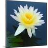 Water Lily Closeup-null-Mounted Art Print