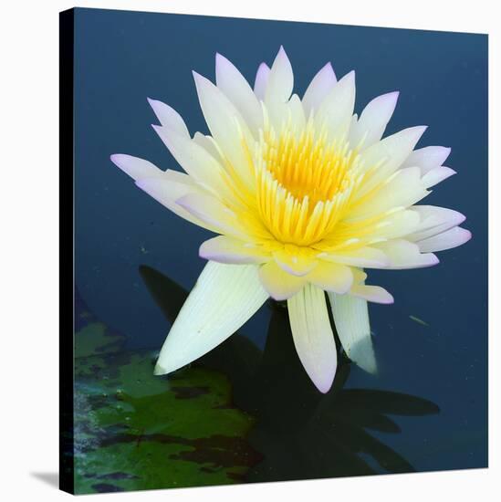 Water Lily Closeup-null-Stretched Canvas