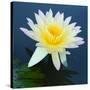Water Lily Closeup-null-Stretched Canvas