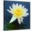 Water Lily Closeup-null-Stretched Canvas