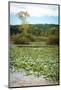 Water lily covered lake, France Park, Indiana, USA.-Anna Miller-Mounted Photographic Print