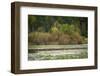 Water lily covered lake, France Park, Indiana, USA.-Anna Miller-Framed Photographic Print