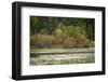 Water lily covered lake, France Park, Indiana, USA.-Anna Miller-Framed Photographic Print