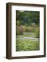 Water lily covered lake, France Park, Indiana, USA.-Anna Miller-Framed Photographic Print