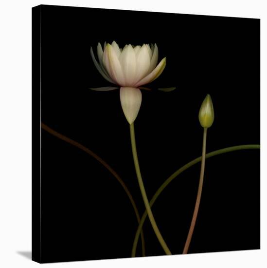 Water Lily D: Rising Water Lily-Doris Mitsch-Stretched Canvas