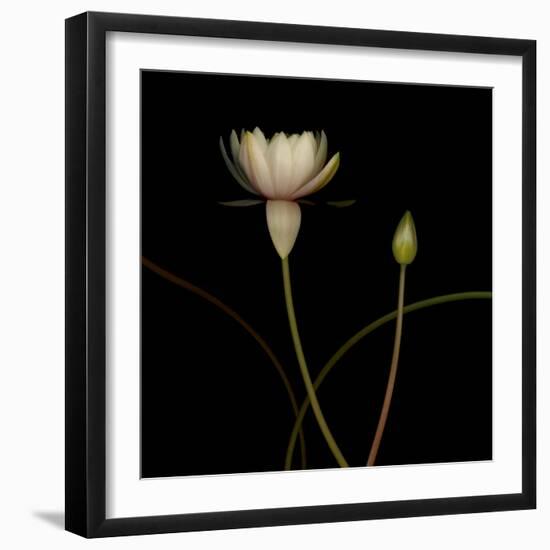 Water Lily D: Rising Water Lily-Doris Mitsch-Framed Photographic Print