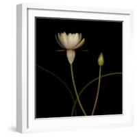 Water Lily D: Rising Water Lily-Doris Mitsch-Framed Photographic Print