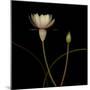 Water Lily D: Rising Water Lily-Doris Mitsch-Mounted Photographic Print