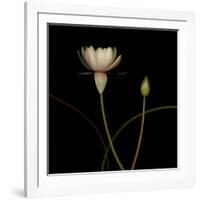 Water Lily D: Rising Water Lily-Doris Mitsch-Framed Photographic Print