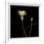Water Lily D: Rising Water Lily-Doris Mitsch-Framed Photographic Print