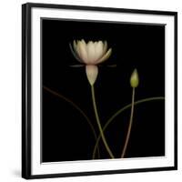 Water Lily D: Rising Water Lily-Doris Mitsch-Framed Photographic Print