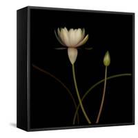 Water Lily D: Rising Water Lily-Doris Mitsch-Framed Stretched Canvas