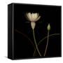 Water Lily D: Rising Water Lily-Doris Mitsch-Framed Stretched Canvas