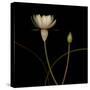Water Lily D: Rising Water Lily-Doris Mitsch-Stretched Canvas