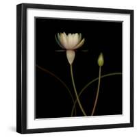 Water Lily D: Rising Water Lily-Doris Mitsch-Framed Premium Photographic Print