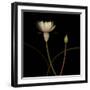 Water Lily D: Rising Water Lily-Doris Mitsch-Framed Premium Photographic Print