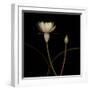 Water Lily D: Rising Water Lily-Doris Mitsch-Framed Premium Photographic Print