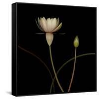 Water Lily D: Rising Water Lily-Doris Mitsch-Framed Stretched Canvas