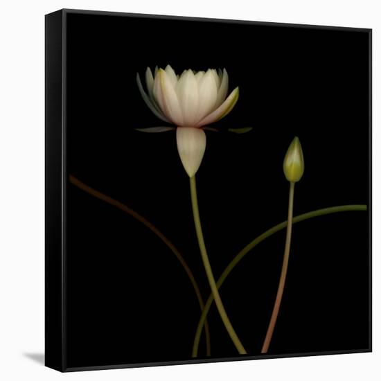 Water Lily D: Rising Water Lily-Doris Mitsch-Framed Stretched Canvas