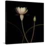 Water Lily D: Rising Water Lily-Doris Mitsch-Stretched Canvas