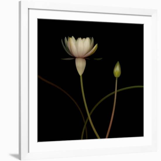 Water Lily D: Rising Water Lily-Doris Mitsch-Framed Photographic Print