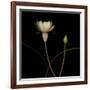 Water Lily D: Rising Water Lily-Doris Mitsch-Framed Photographic Print