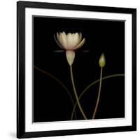 Water Lily D: Rising Water Lily-Doris Mitsch-Framed Photographic Print