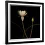 Water Lily D: Rising Water Lily-Doris Mitsch-Framed Photographic Print