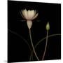 Water Lily D: Rising Water Lily-Doris Mitsch-Mounted Photographic Print