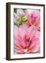 Water Lily - Dahlia, Dahlia X Hoard Sis 'Sourir De Crozon', Blossoms, Bud, Close-Up-Andreas Keil-Framed Photographic Print